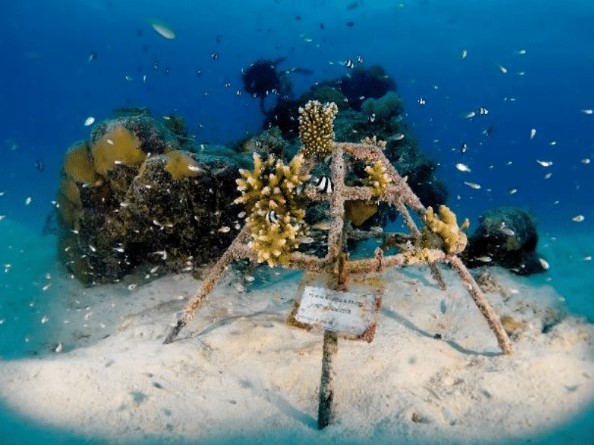 Das „koole“ Kandima Maledives bietet z.B. so ein Korallen-Adoptionsprogramm.