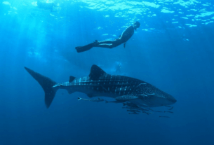 „Die Reise zum Ich“ mit Walhaien und Meditation im Nova Maldives