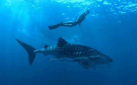 „Die Reise zum Ich“ mit Walhaien und Meditation im Nova Maldives