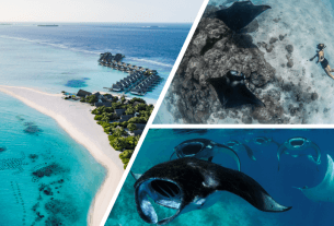 Manta Manta – Der beste Grund für einen Malediven-Besuch im Sommer